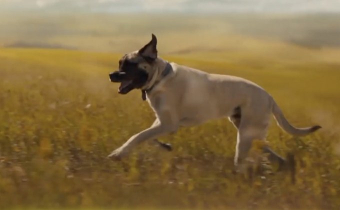 A Dog’s Journey