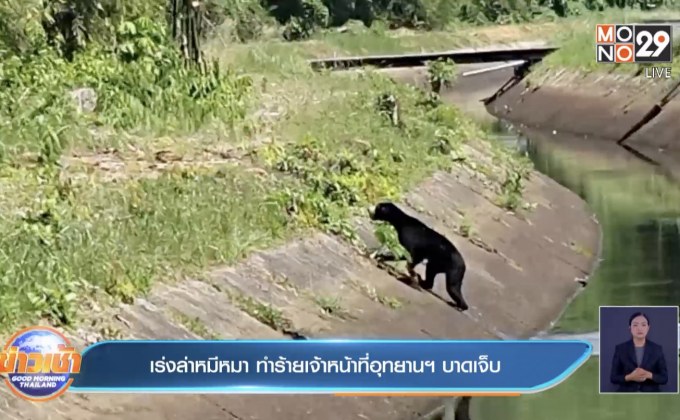 เร่งล่าหมีหมา ทำร้ายเจ้าหน้าที่อุทยานฯ บาดเจ็บ