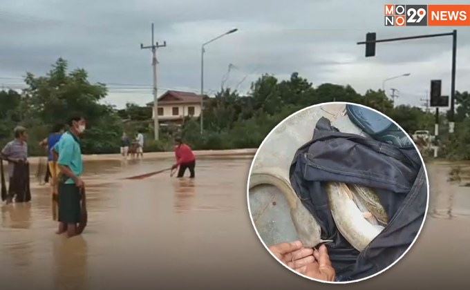 “พลิกวิกฤต ให้เป็นโอกาส” ชาวบ้านแห่จับปลากลางแยกไฟแดง มาทำอาหาร