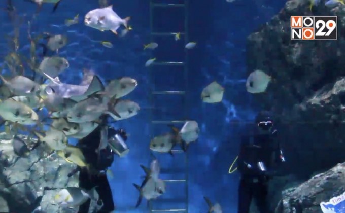 SEA LIFE Bangkok ยันยังดูแลสัตว์น้ำอย่างดี แม้ปิดอควาเรียม