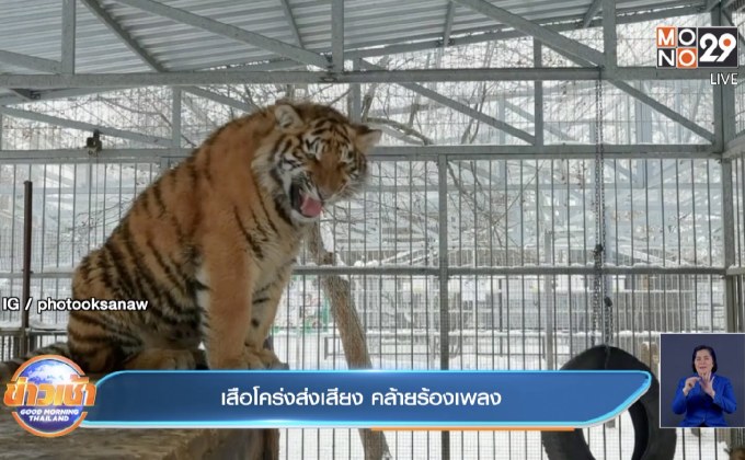 คลิป เสือโคร่งส่งเสียง คล้ายร้องเพลง