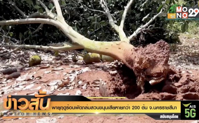 พายุฤดูร้อนพัดถล่มสวนขนุนเสียหายกว่า 200 ต้น จ.นครราชสีมา