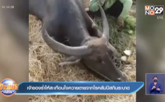เจ้าของร่ำไห้สะเทือนใจควายตายจากโรคลัมปีสกินระบาด