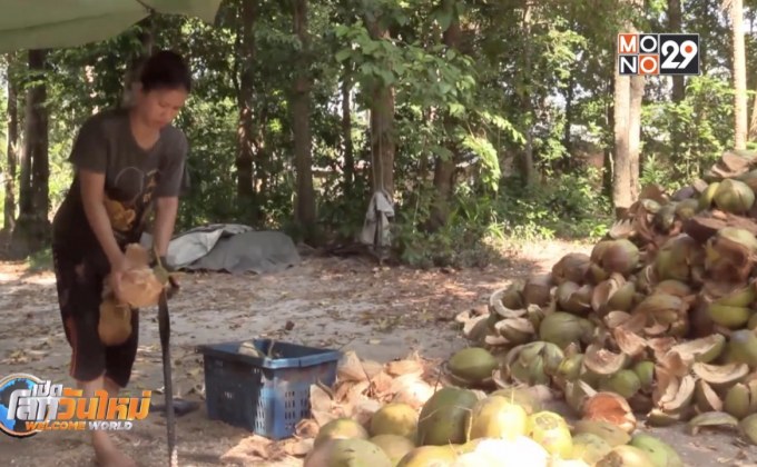 ข้อสังเกตกระทรวงพาณิชย์นำเข้ามะพร้าว 3 หมื่นตัน