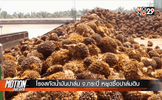 โรงสกัดน้ำมันปาล์ม จ.กระบี่ หยุดซื้อปาล์มดิบ