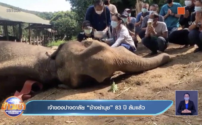เจ้าของปางอาลัย “ช้างย่านุช” 83 ปี ล้มแล้ว
