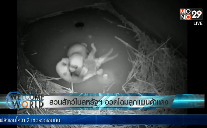 สวนสัตว์ในสหรัฐฯ อวดโฉมลูกแพนด้าแดง