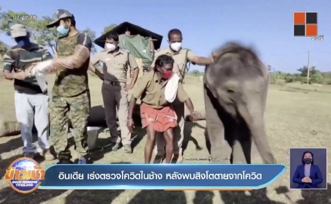 อินเดีย เร่งตรวจโควิดในช้าง หลังมีสิงโตตายจากโควิด