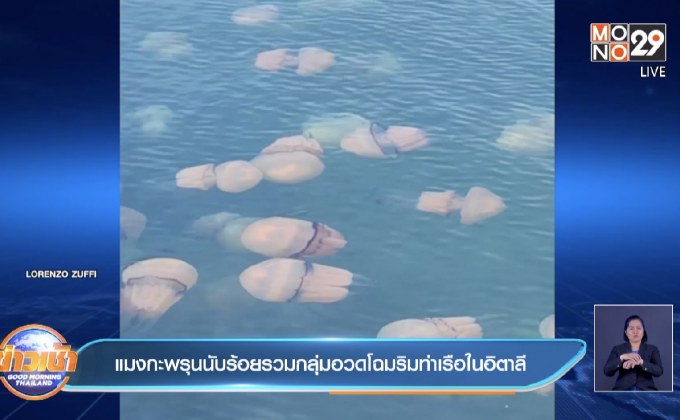 คลิป แมงกะพรุนนับร้อย รวมกลุ่มอวดโฉมริมท่าเรือในอิตาลี