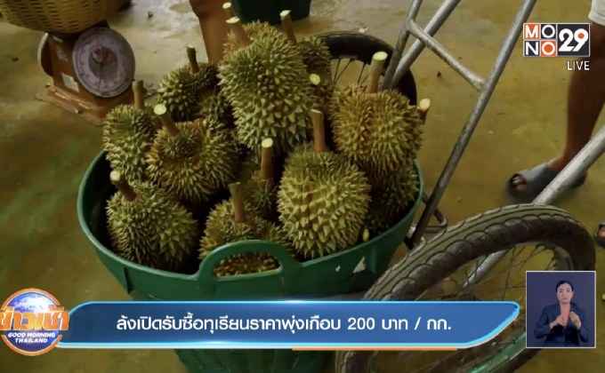 ล้งเปิดรับซื้อทุเรียนราคาพุ่งเกือบ 200 บาท/ กก.