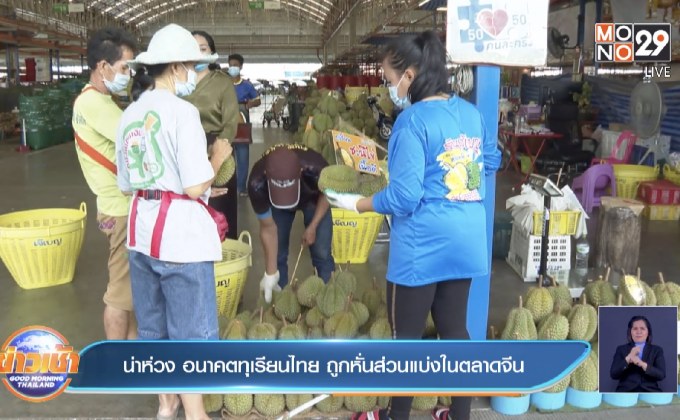 น่าห่วง อนาคตทุเรียนไทย ถูกหั่นส่วนแบ่งในตลาดจีน