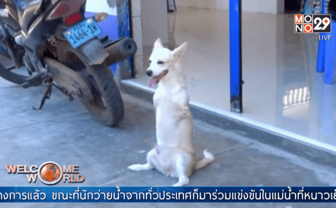 ซูเปอร์สตาร์สุนัขสองขาในเปรู