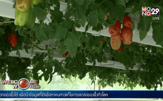 ไฮโดรโปนิกส์-การเกษตรแห่งอนาคต