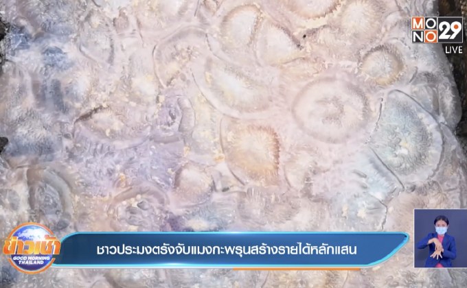 ชาวประมงตรังจับแมงกะพรุนสร้างรายได้หลักแสน
