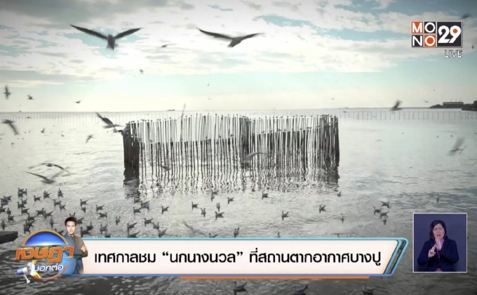 เทศกาลชม “นกนางนวล” ที่สถานตากอากาศบางปู