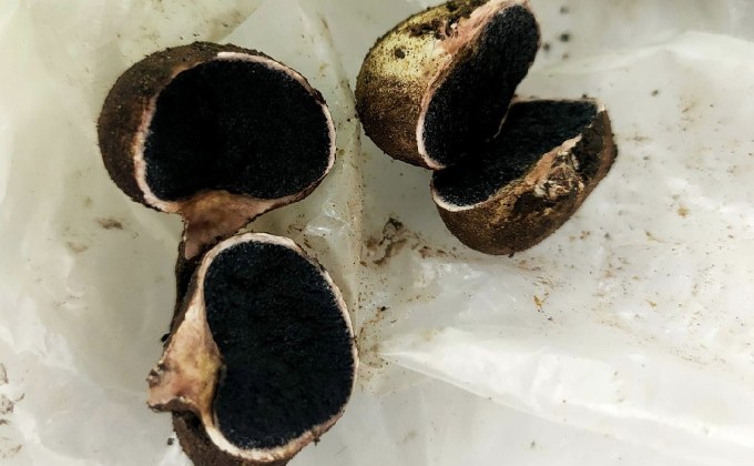 ระวัง! เห็ดไข่หงส์ เห็ดมีพิษ หน้าตาคล้ายเห็ดเผาะ อันตรายทำอาเจียนถ่ายเหลว