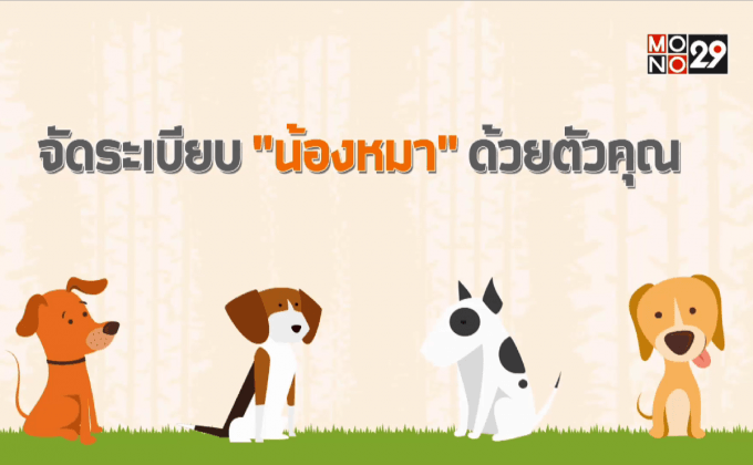 จัดระเบียบ “น้องหมา” ด้วยตัวคุณ
