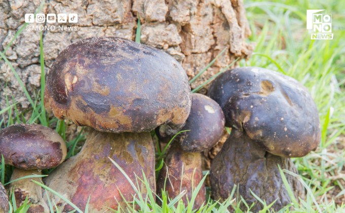 กรมควบคุมโรคเตือนหน้าฝน ระวัง “เห็ดพิษ” เสี่ยงเสียชีวิต