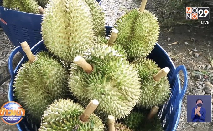 ททท.ตรัง เตรียมดันทุเรียนเกรดเอ เป็นสินค้าที่ระลึก