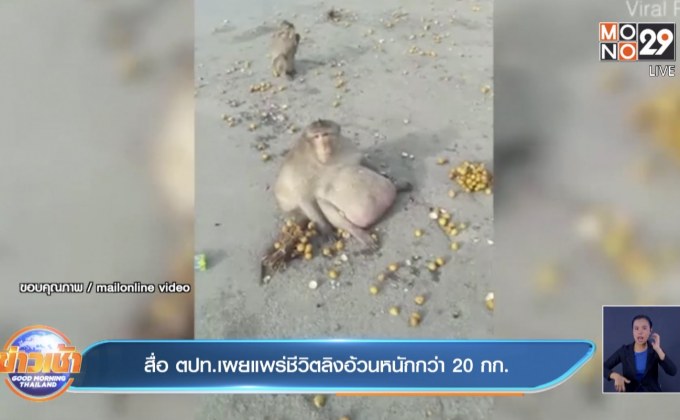 สื่อ ตปท.เผยแพร่ชีวิตลิงอ้วนหนักกว่า 20 กก.