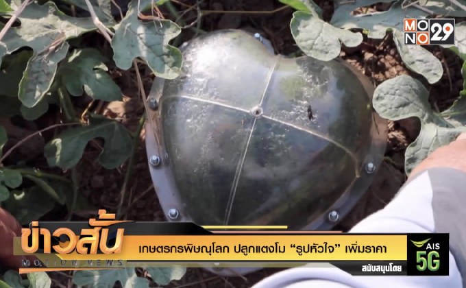 เกษตรกรพิษณุโลก ปลูกแตงโม “รูปหัวใจ” เพิ่มราคา