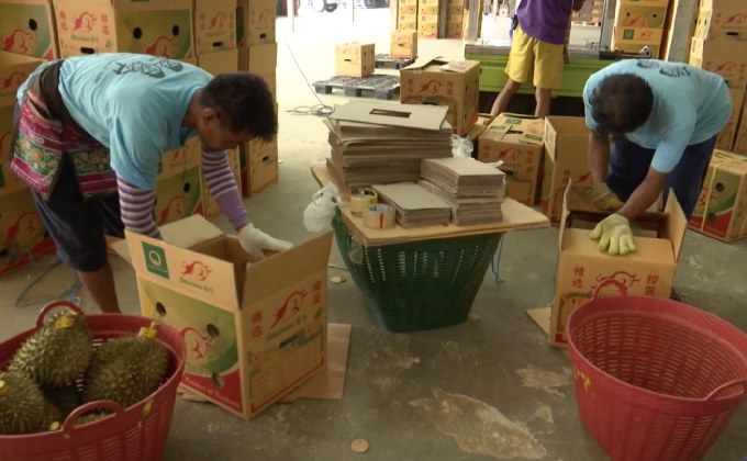 จีนเข้มนำเข้าผลไม้ป่วนตลาดทุเรียนไทย