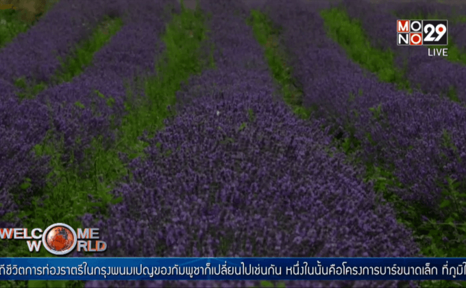 ฤดูเก็บเกี่ยวลาเวนเดอร์ในบัลแกเรีย