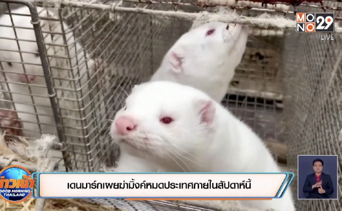 เดนมาร์กเผยฆ่ามิ้งค์หมดประเทศภายในสัปดาห์นี้