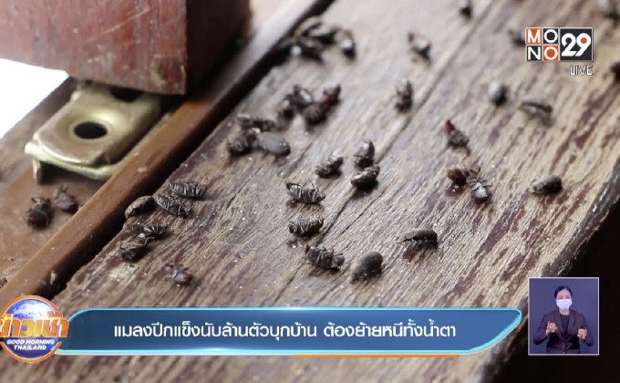 แมลงปีกแข็งนับล้านตัวบุกบ้าน ต้องย้ายหนีทั้งน้ำตา