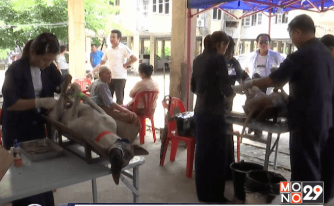 ทำหมันและฉีดวัคซีนกันพิษสุนัขบ้าในเมียนมา