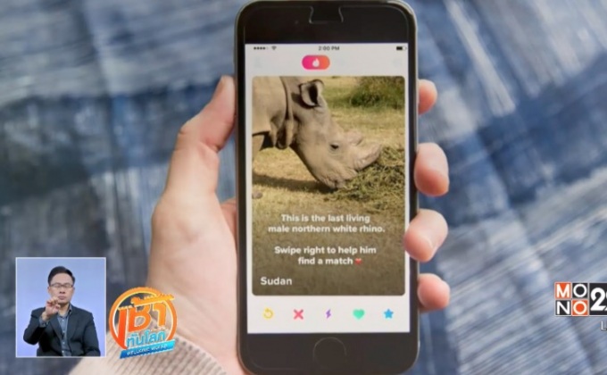 ระดมเงินผสมพันธุ์แรดขาวเหนือผ่านเว็บ Tinder