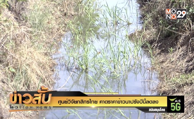 ศูนย์วิจัยกสิกรไทย คาดราคาข้าวนาปรังปีนี้ลดลง