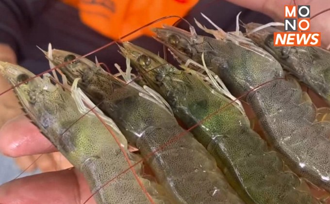 เกษตรกรโอดหนัก! “กุ้ง” ราคาตก ขายได้ต่ำกว่าต้นทุน
