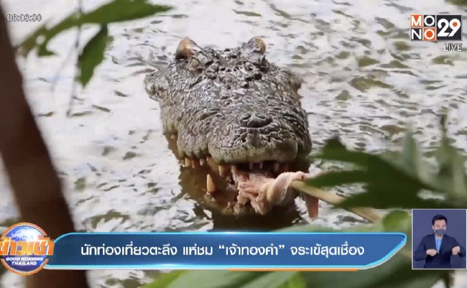 นักท่องเที่ยวตะลึง แห่ชม “เจ้าทองคำ” จระเข้สุดเชื่อง