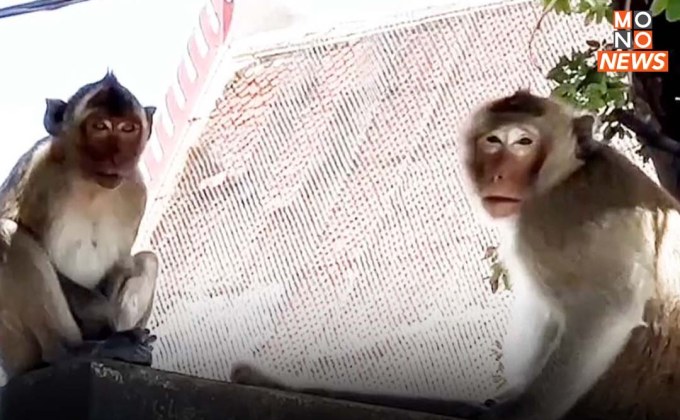เตรียมจับลิงทำหมัน หลังรบกวนชุมชนใน อ.บางปะหัน