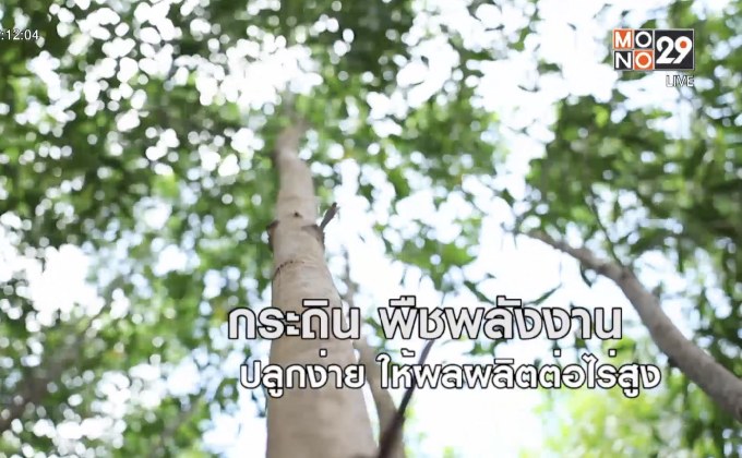 กระถินไม้โตเร็ว