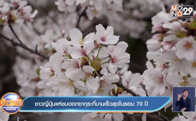 ชาวญี่ปุ่นแห่ชมดอกซากุระที่บานเร็วสุดในรอบ 70 ปี
