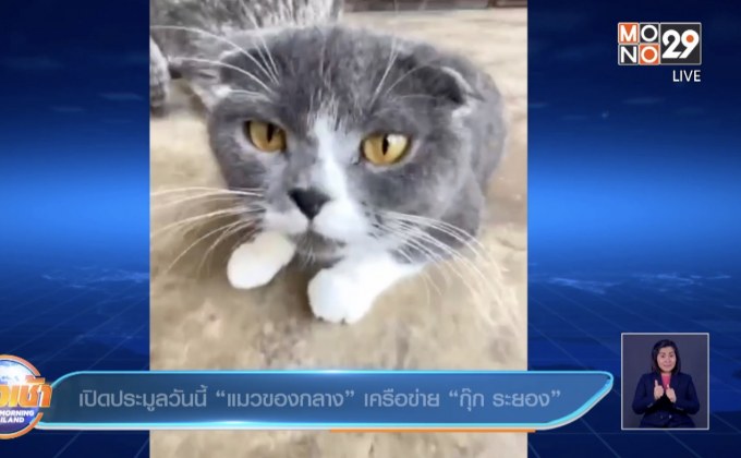 เปิดประมูลวันนี้”แมวของกลาง”เครือข่าย “กุ๊ก ระยอง”