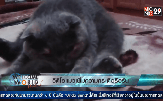 ดูวิดีโอแมวช่วยเพิ่มความกระตือรือร้น-อารมณ์ด้านบวก