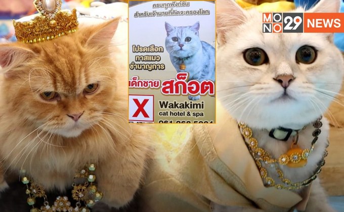 ประกวดหนูน้อยนพแมวในงานลอยกระทงแมว