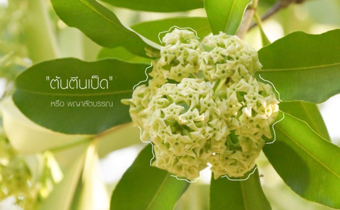 เหม็นหรือหอม ต้นตีนเป็ด หรือพญาสัตบรรณ กับ 12 ประโยชน์ดีๆ ที่อาจคาดไม่ถึง