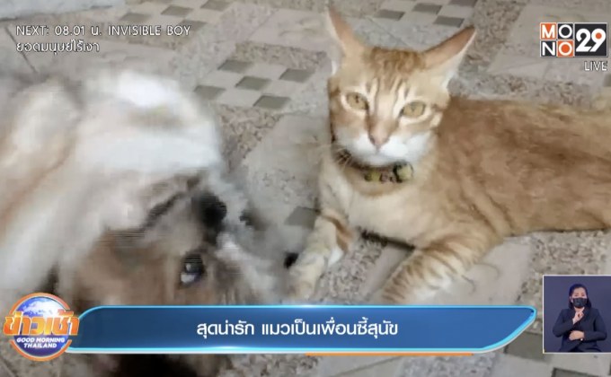 สุดน่ารัก แมวเป็นเพื่อนซี้สุนัข