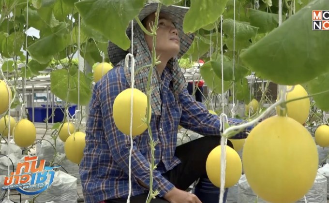 แห่ชมเมลอนรักบี้บอลสีเหลือง ออกผลิตเพียง 60 ลูก
