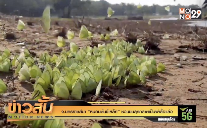 จ.นครราชสีมา “หนอนต้นขี้เหล็ก” ชวนขนลุกกลายเป็นผีเสื้อแล้ว