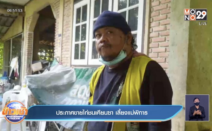 ประกาศขายไก่ชนเคียนซา เลี้ยงแม่พิการ