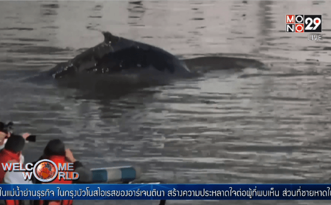 วาฬปรากฏตัวใกล้ท่าเรือในอาร์เจนตินา