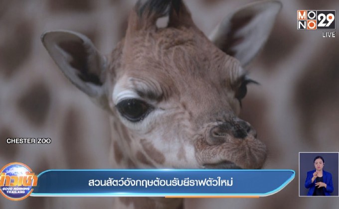 คลิป ยีราฟในสวนสัตว์ อังกฤษ ตกลูกตัวใหม่