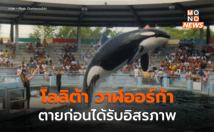 “โลลิต้า” วาฬออร์กา ตายแล้ว ก่อนได้รับอิสระ หลังถูกขังมา 50 ปี
