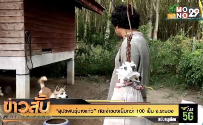 “สุนัขพันธุ์บางแก้ว” กัดเจ้าของเย็บกว่า 100 เข็ม จ.ระยอง