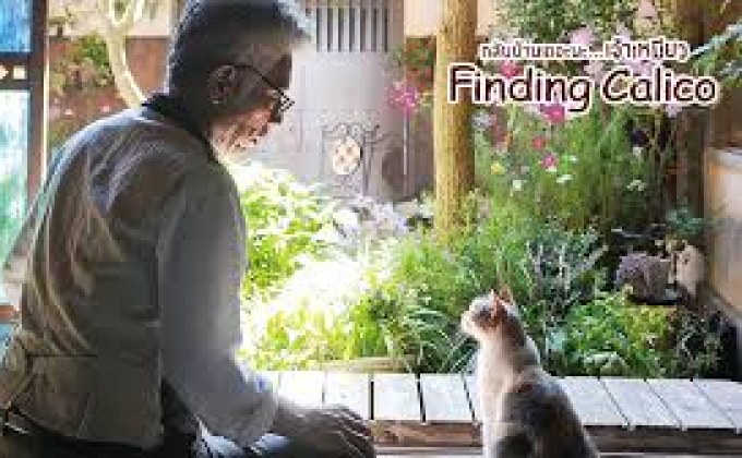 Finding calico กลับบ้านเถอะนะ…เจ้าเหมียว